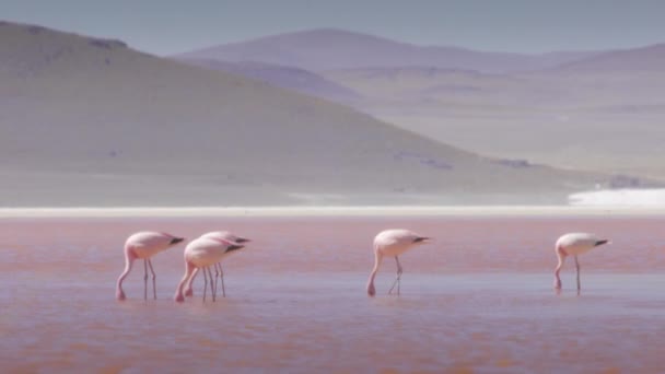 Красные воды и фламинго в лагуне Колорада — стоковое видео