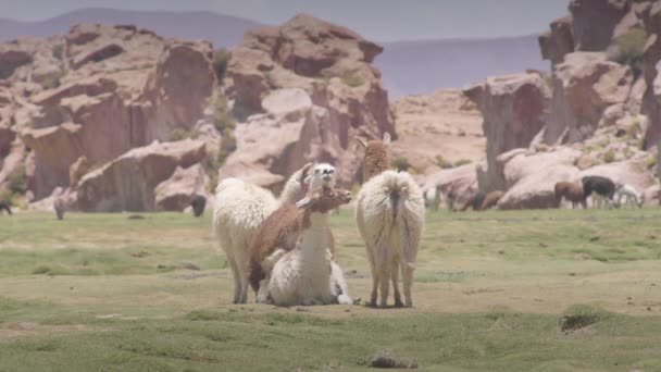 Yamas que se reproducen en zonas húmedas y cuevas — Vídeo de stock