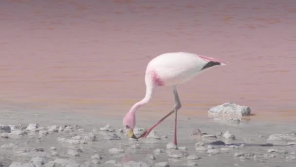 Röda vatten och flamingos vid Colorada Lagoon — Stockvideo