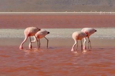 Bolivya 'nın güneyindeki Colorada Gölünde kırmızı sular ve flamingolar.
