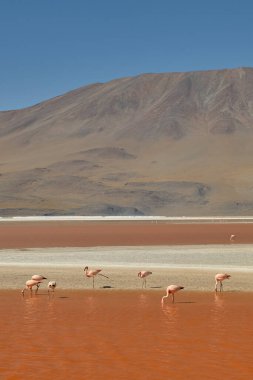 Bolivya 'nın güneyindeki Colorada Gölünde kırmızı sular ve flamingolar.