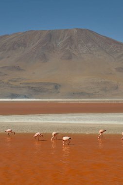 Bolivya 'nın güneyindeki Colorada Gölünde kırmızı sular ve flamingolar.