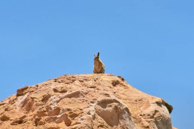 Yamas Mallcu Bahçesi ve Mağaraları - Bolivya 'nın güneyi.