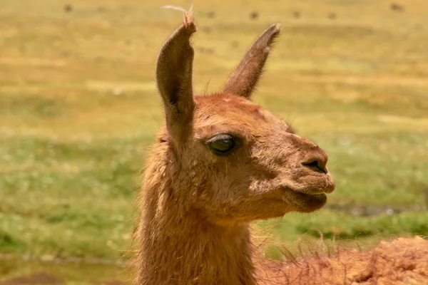 Yamas vid Mallcu Garden och grottor - söder om Bolivia. — Stockfoto