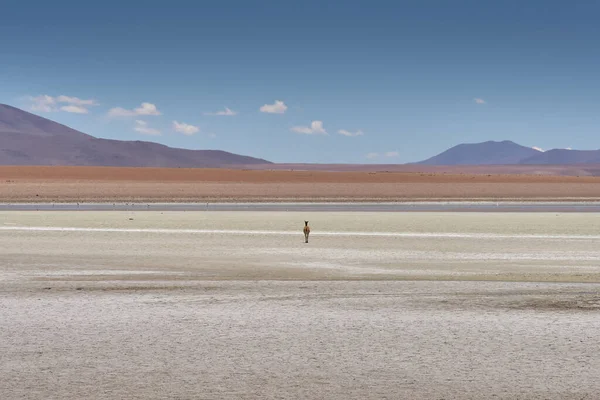 Vistas en las Termas de Polques - Sur de Bolivia . — Foto de Stock