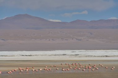 Bolivya 'nın güneyindeki Colorada Gölünde kırmızı sular ve flamingolar.