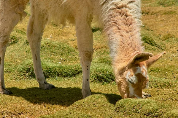 Yamas en el Jardín Mallcu y Cuevas - Sur de Bolivia . — Foto de Stock