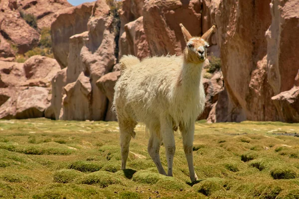 Yamas au Mallcu Garden and Caves - Sud de la Bolivie. — Photo