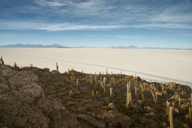 Captus ve Uyuni salar Çölü. Bolivya 'nın güneyi.