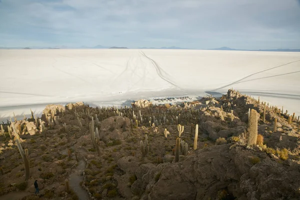 Captus y el desierto salar de Uyuni. Sur de Bolivia. — Foto de Stock