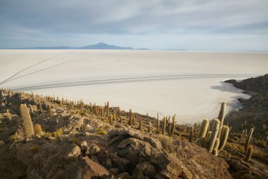 Captus ve Uyuni salar Çölü. Bolivya 'nın güneyi.