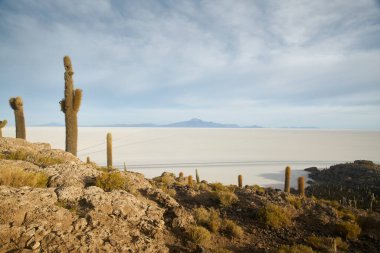 Captus ve Uyuni salar Çölü. Bolivya 'nın güneyi.