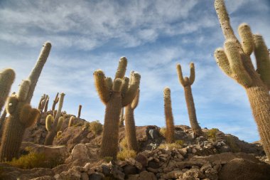 Captus ve Uyuni salar Çölü. Bolivya 'nın güneyi.