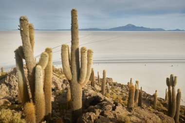 Captus ve Uyuni salar Çölü. Bolivya 'nın güneyi.