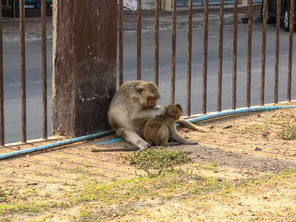 Affe trägt ein Baby in phra prang sam yod, lopburi, thailand — Stockfoto