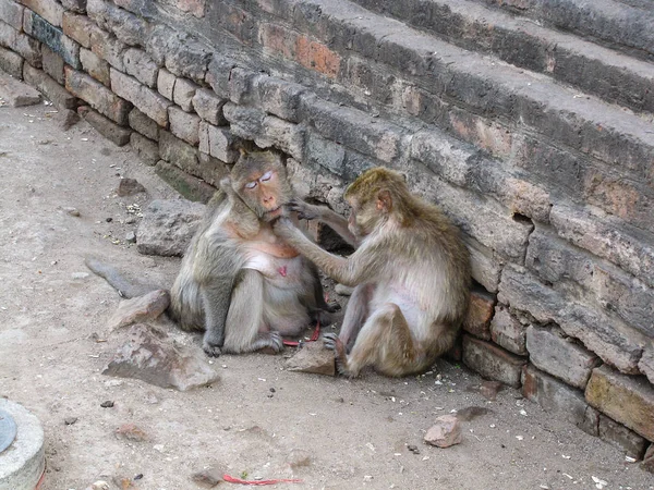 Affen wurden in phra prang sam yod, lopburi, thailand versorgt — Stockfoto