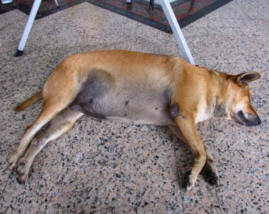 Tay köpek katta uyuyan