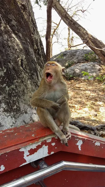 Macaco sentado no corrimão — Fotografia de Stock