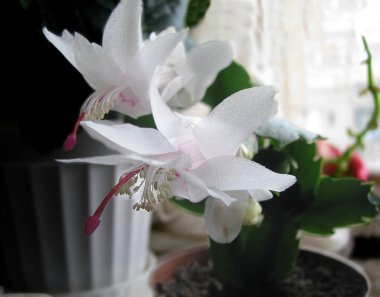 Schigumberger zigokaktus 'un beyaz çiçeği