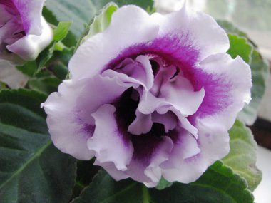 Gloxinia hibrid, terry, tomurcuk