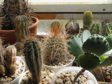 Parodia maxima, Cotyledon undulata, Echinopsis, Lobivia, koleksiyon