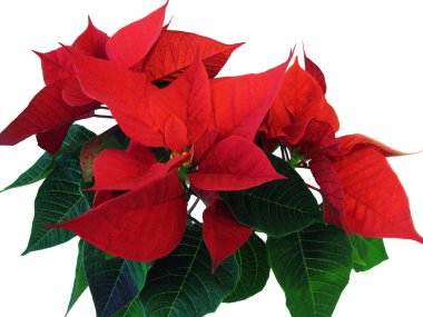 Poinsettia, arka plandan kesilmiş desen