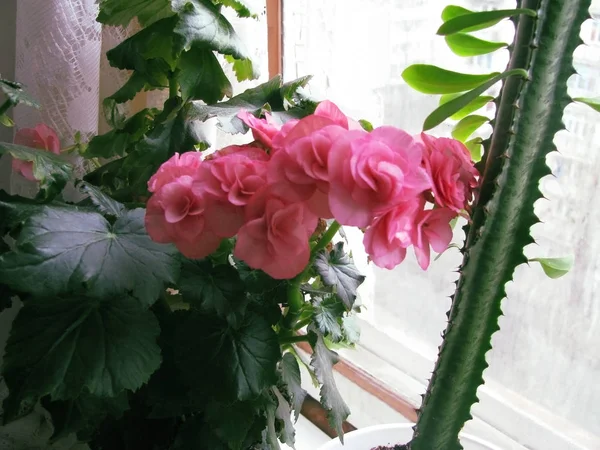 Kvetoucí Begonias Elatior Růžová Sbírce — Stock fotografie