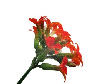 Bir vitray Kalanchoe çiçek, raster desen olarak stilize