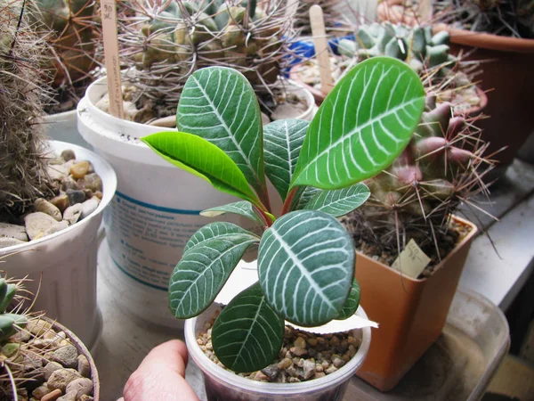 Euphorbia Keimt Der Sammlung Von Sukkulenten Und Kakteen — Stockfoto