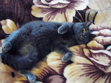 Rus mavi kedisi, nirvana eyaleti