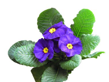 Primula Danova, hiçbir arka plan, kolajlar ve kompozisyonlar için