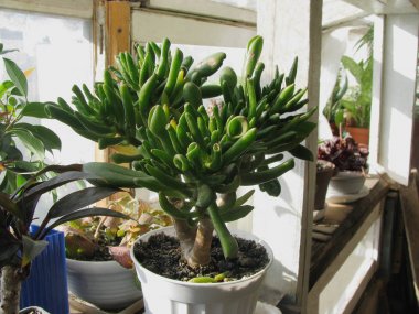 Crassula Gollum, para ağacı, bitkilerin bir koleksiyon