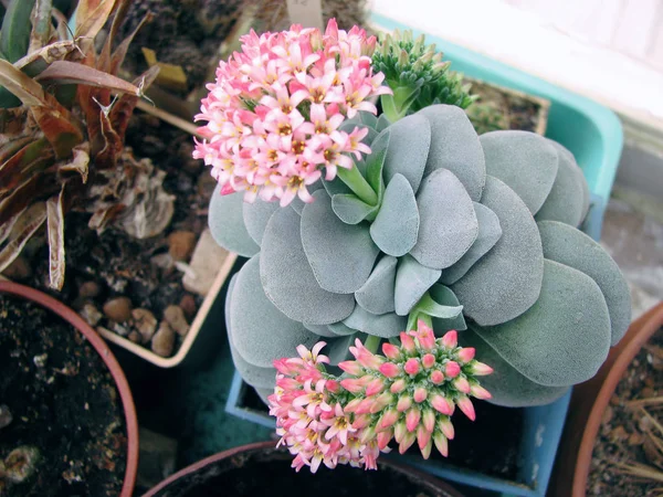 Cotiledon Blooms Rounded Bunches Flowers — Stock Photo, Image