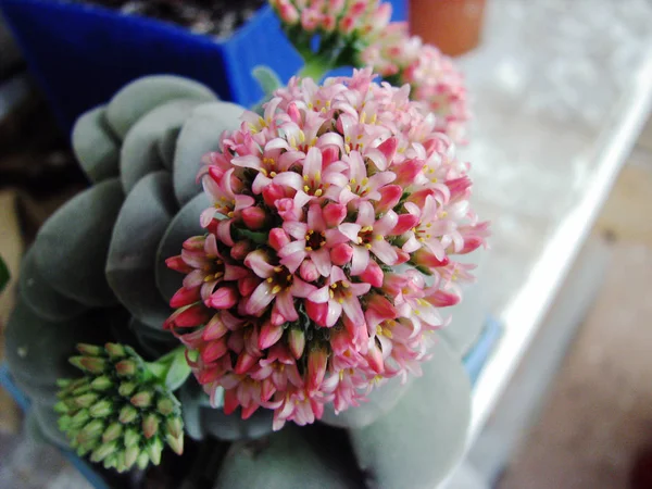 Cotyledon Rounded Flowers Buds — Stock Photo, Image