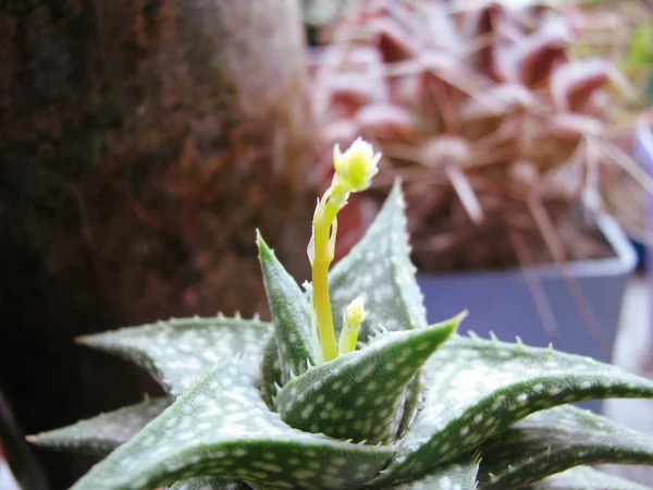 ホームコレクションで多肉植物開花アロエデスクワナ — ストック写真