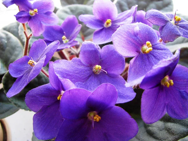 Flores Uzambarsky Violeta Hermosa Vista —  Fotos de Stock
