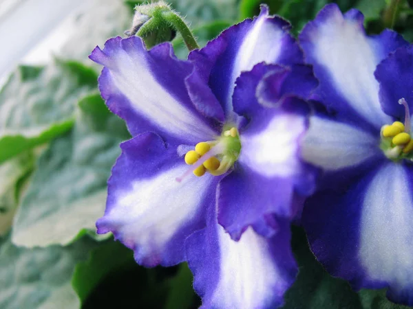 Violetas Flor Yukako Pétalos Blanco Púrpura —  Fotos de Stock