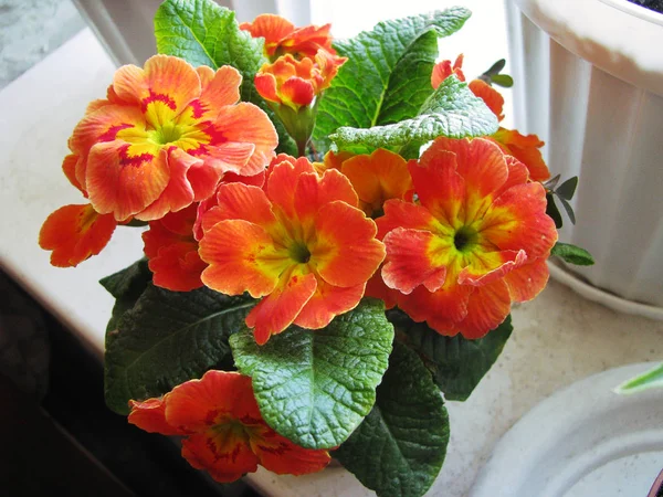 Flowering Primrose Julia Prmula Juliae — Stock Photo, Image