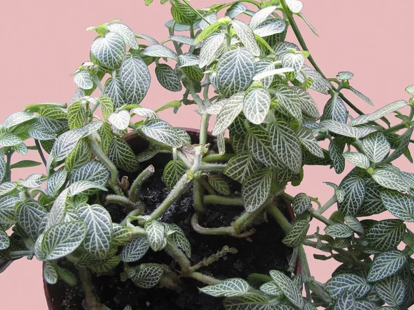 観賞植物フィットトニア フィットニア グリーン — ストック写真