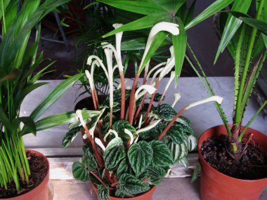 Evde Blooming Peperomia Liliane