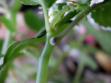 Kadın Yaprak Bitleri kökü, Aphididae, yakın çekim
