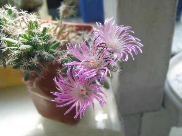 Blooming Trikhodiadema Densum Collection — Stock Photo, Image