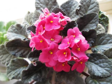 Çiçekli bitki Uzambara menekşe, pembe