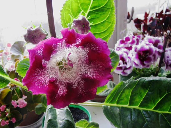 Flor Gloxinia Real Cerca Colección Casera —  Fotos de Stock