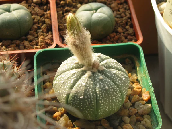 Astrophytum Asterias Cactus Con Brote Listo Para Florecer — Foto de Stock