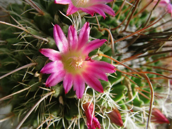 Blomma Kaktus Mamillaria Lång Flaked Närbild Detalj — Stockfoto