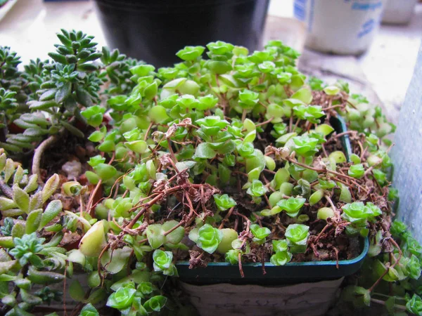 Crassula 植物岩 Rupestris ロック マクロ — ストック写真