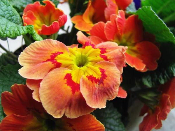 Flower Primrose Julia, ordinary in the home collection, macro photography, detail — Stock Image Flower Primrose Julia Ordinary Home Collection Macro Photography Detail Royalty Free Stock Photos