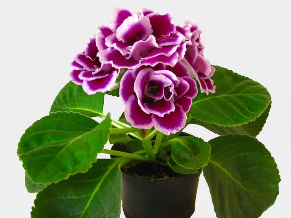 Pianta Gloxinia Bel Fiore Sfondi Sfondi — Foto Stock