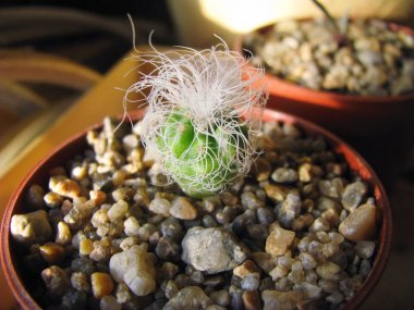 Kaktüs Turbinicarpus pseudomacrochele, fide, makro fotoğrafçılık